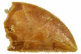 Serrated Raptor Tooth - Real Dinosaur Tooth #357942-1